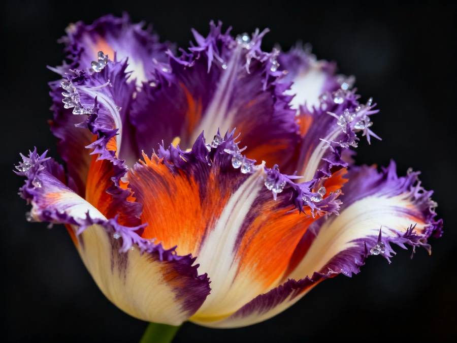 Parrot and fringed tulip varieties