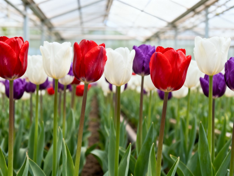 Triumph tulips growing in a Dutch greenhouse